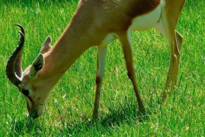 Gazelle dorkas е животно, което може да се справи без вода през целия ви живот Gazelle dorkas е животно, което може да се справи без вода през целия ви живот